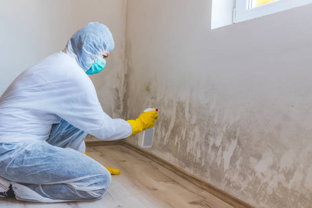 Mold Testing and Removal in Brownsville, PA