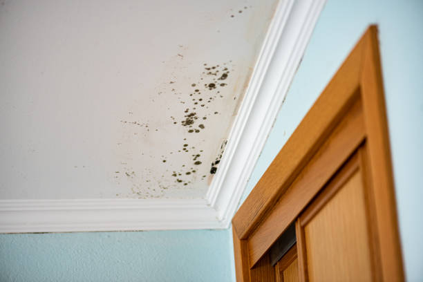 Best Crawl Space Mold Removal  in Brownsville, PA