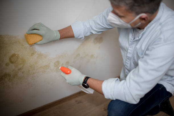 Best Attic Mold Removal  in Brownsville, PA