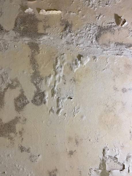 Best Mold Testing  in Brownsville, PA