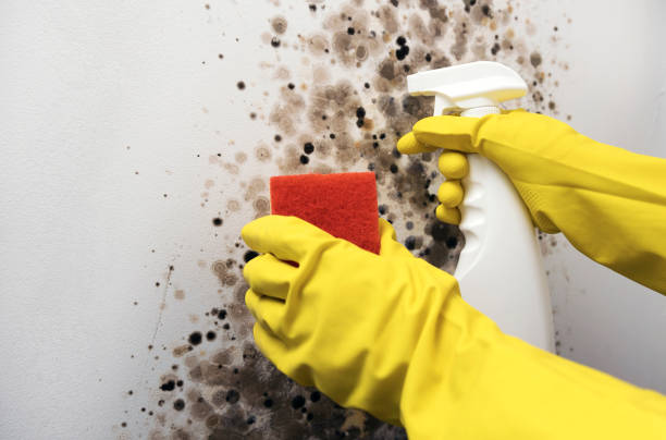 Best Mold Removal and Inspection  in Brownsville, PA