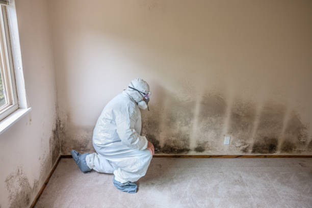 Best Mold Testing and Removal  in Brownsville, PA