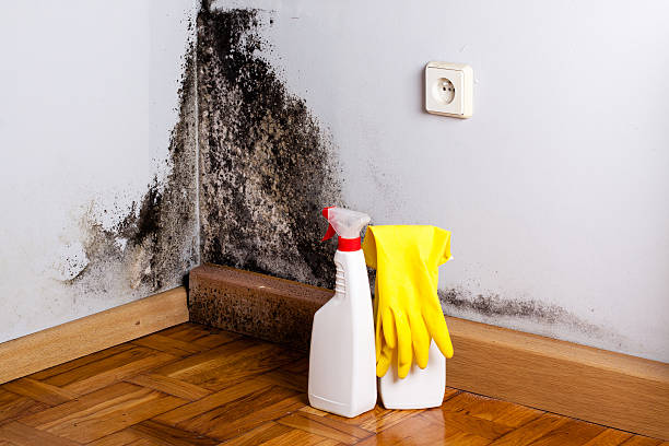 Best Mold Cleaning Services  in Brownsville, PA