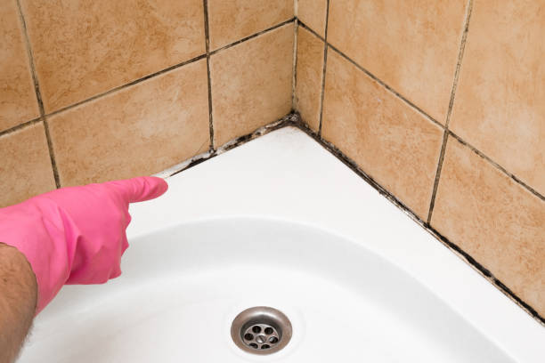 Best Professional Mold Removal  in Brownsville, PA